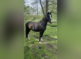 Criollo, Wallach, 11 Jahre, 155 cm, Rappe