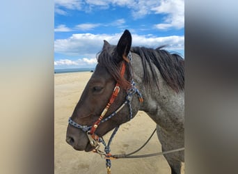 Criollo, Wallach, 12 Jahre, 150 cm