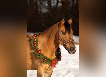 Criollo, Wallach, 13 Jahre, 149 cm, Falbe