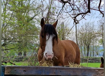 Criollo, Wallach, 14 Jahre, 146 cm