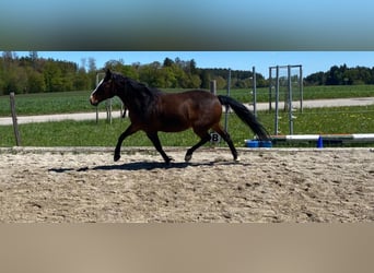 Criollo Mix, Wallach, 14 Jahre, 155 cm, Brauner