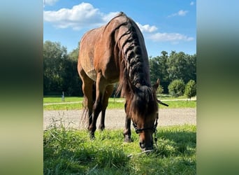 Criollo, Wallach, 14 Jahre, Roan-Bay