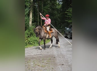 Criollo, Wallach, 16 Jahre, 142 cm, Grullo