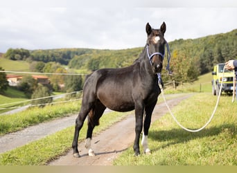 Criollo, Wallach, 1 Jahr, 142 cm, Schwarzbrauner Criollo, Wallach, 1 Jahr, 142 cm, Schwarzbrauner