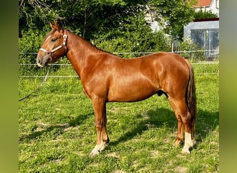 Criollo, Wallach, 2 Jahre, 142 cm, Dunkelfuchs