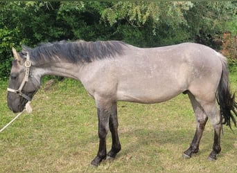 Criollo, Wallach, 2 Jahre, 150 cm, Grullo