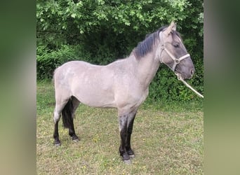 Criollo, Wallach, 2 Jahre, 150 cm, Grullo