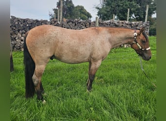 Criollo, Wallach, 3 Jahre, 141 cm, Roan-Red
