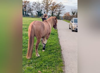 Criollo Mix, Wallach, 3 Jahre, 144 cm, Red Dun