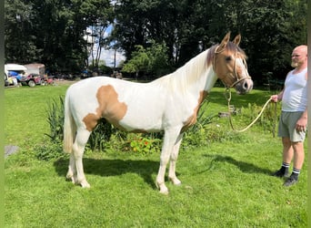 Criollo, Wallach, 3 Jahre, 145 cm, Tobiano-alle-Farben