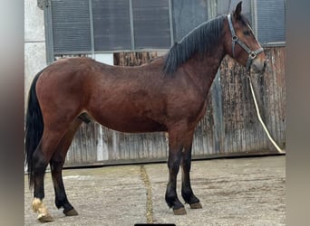 Criollo, Wallach, 3 Jahre, 150 cm, Brauner