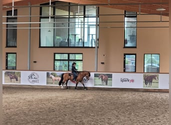 Criollo, Wallach, 4 Jahre, 147 cm