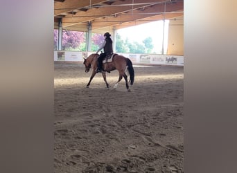 Criollo, Wallach, 4 Jahre, 147 cm