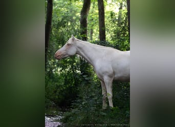 Criollo, Wallach, 5 Jahre, 150 cm, Sabino