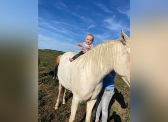 Criollo, Wallach, 5 Jahre, 150 cm, Sabino
