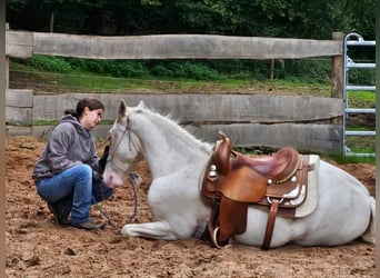 Criollo, Wallach, 5 Jahre, 150 cm, Sabino