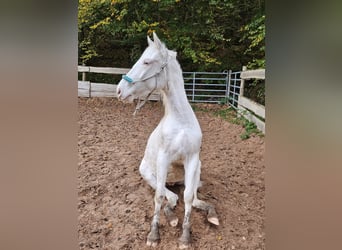 Criollo, Wallach, 5 Jahre, 150 cm, Sabino