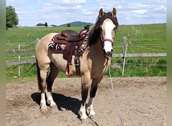 Criollo, Wallach, 6 Jahre, 152 cm