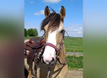 Criollo, Wallach, 6 Jahre, 152 cm