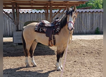Criollo, Wallach, 6 Jahre, 152 cm