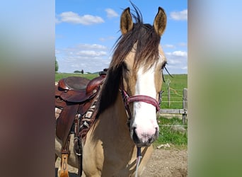 Criollo, Wallach, 6 Jahre, 152 cm