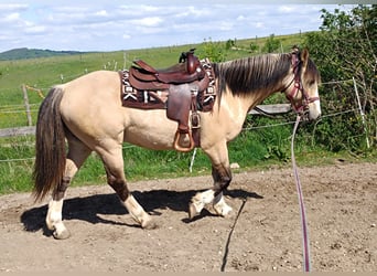 Criollo, Wallach, 6 Jahre, 152 cm