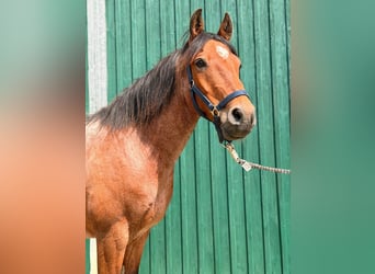Criollo, Wallach, 7 Jahre, 145 cm, Roan-Bay