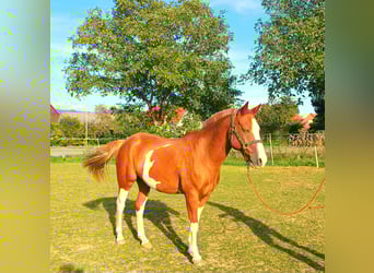 Criollo, Wallach, 7 Jahre, 150 cm, Schecke