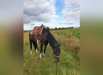 Criollo, Wallach, 7 Jahre