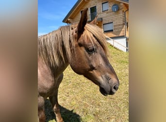 Criollo kaufen und verkaufen | Pferdemarkt ehorses.at