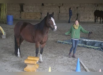 Criollo, Yegua, 10 años, 142 cm, Castaño