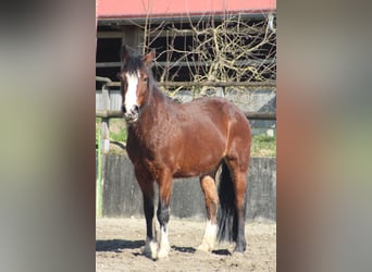Criollo, Yegua, 10 años, 142 cm, Castaño