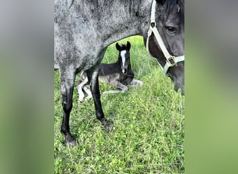 Criollo, Yegua, 14 años, 148 cm, Ruano azulado