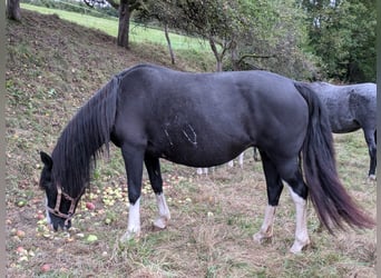 Criollo, Yegua, 15 años, 144 cm, Negro