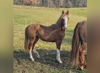 Criollo, Yegua, 1 año, 147 cm, Bayo