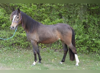 Criollo, Yegua, 2 años, 145 cm, Castaño