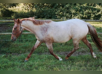 Criollo, Yegua, 2 años, 146 cm, Ruano alazán