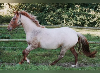 Criollo, Yegua, 2 años, 146 cm, Ruano alazán