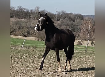 Criollo, Yegua, 2 años, 147 cm, Negro