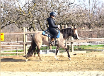 Criollo, Yegua, 3 años, 146 cm, Grullo