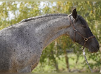 Criollo, Yegua, 4 años, 142 cm, Ruano azulado