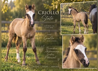 Criollo, Yegua, Potro (07/2026), 148 cm, Grullo