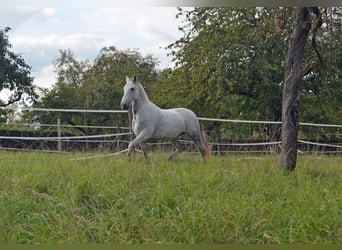 Cruzado, Caballo castrado, 10 años, 152 cm, Tordo