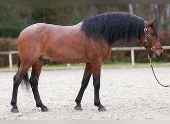 Cruzado, Caballo castrado, 10 años, 155 cm, Ruano alazán