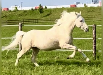 Cruzado Mestizo, Caballo castrado, 10 años, 157 cm, Palomino