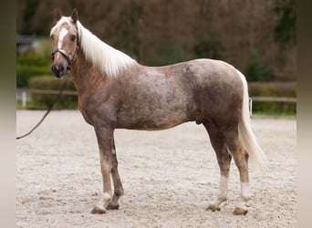 Cruzado, Caballo castrado, 10 años, 157 cm, Palomino