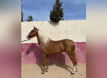 Cruzado, Caballo castrado, 10 años, 160 cm, Perla