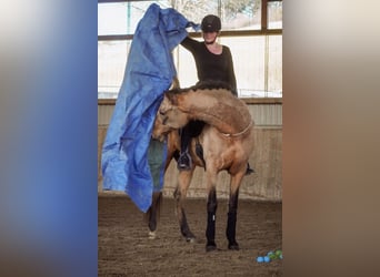 Cruzado, Caballo castrado, 10 años, 162 cm