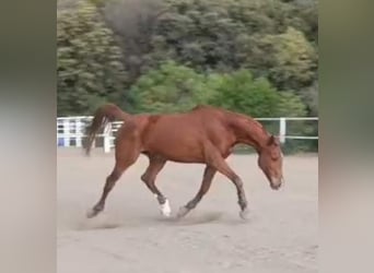 Cruzado, Caballo castrado, 10 años, 164 cm, Alazán rojizo