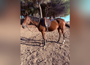 Cruzado, Caballo castrado, 10 años, 165 cm, Castaño